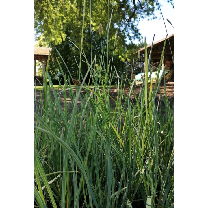 Seslérie - Sesleria nitida - Description et vente -