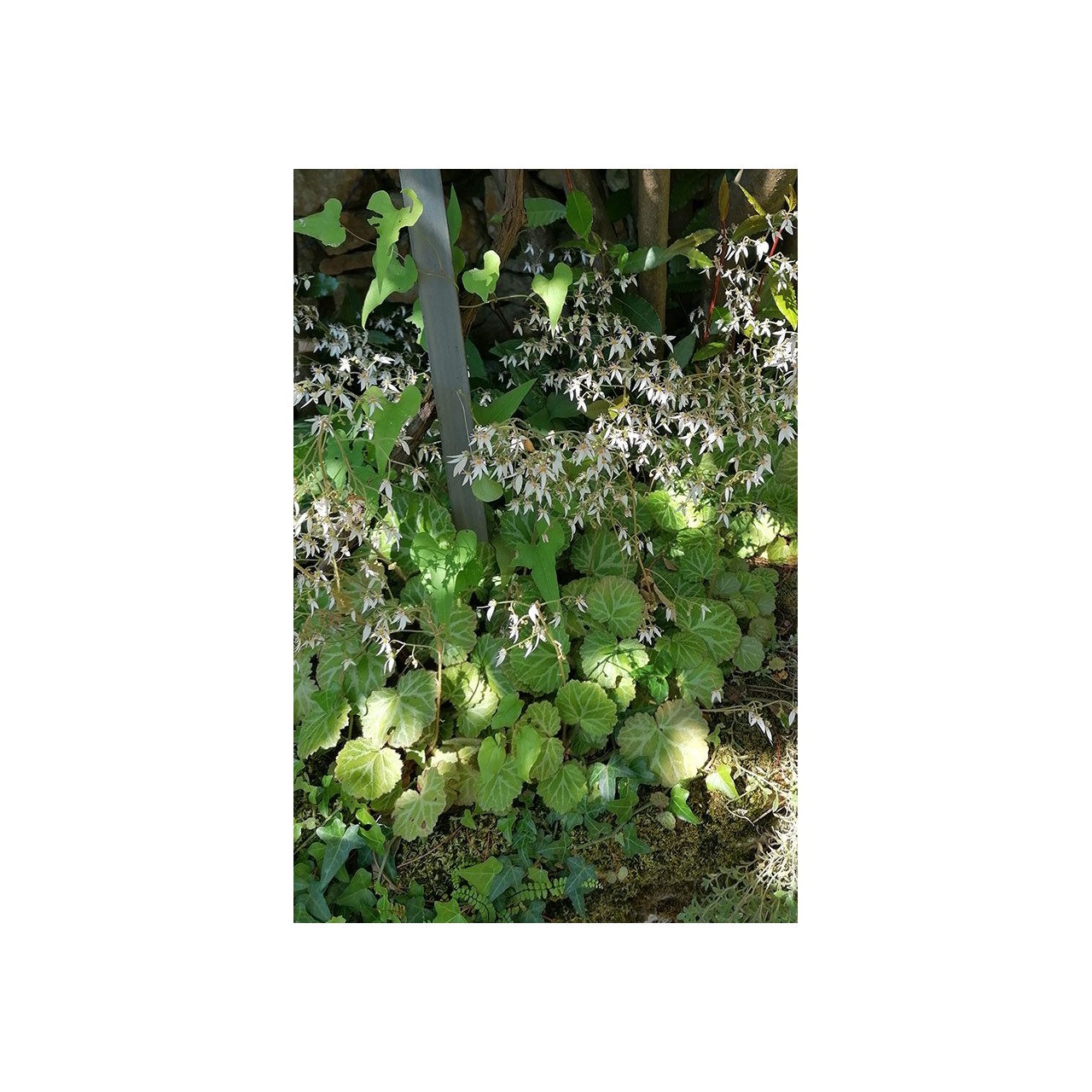 Saxifrage - Saxifraga stolonifera var. cuscutiformis - Description -