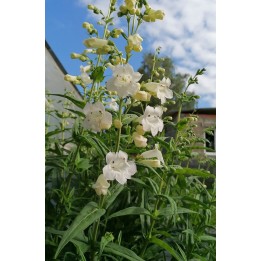 Galane - Penstemon 'White Bedder' - Description et vente en ligne -