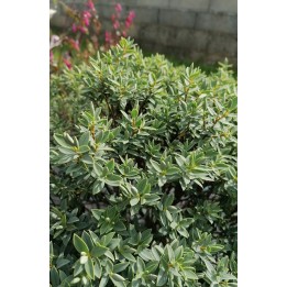 Hebe glaucophylla