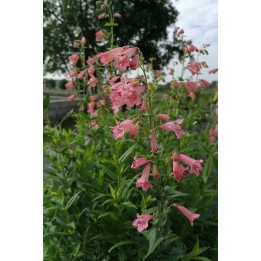 Galane - Penstemon 'Mac Penny's Pink' - Description et vente en ligne