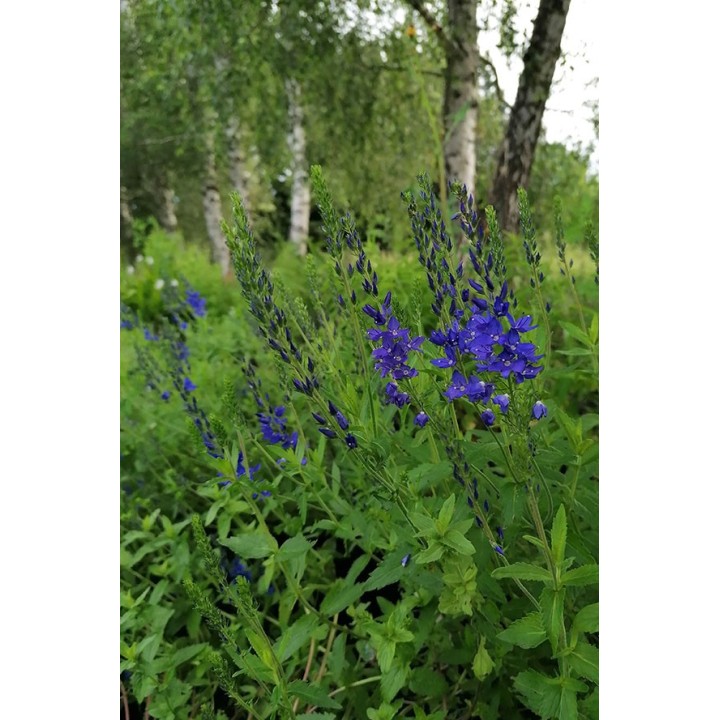 Veronique bleu saphir - Veronica austriaca subsp.teucrium 'Kapitän' -