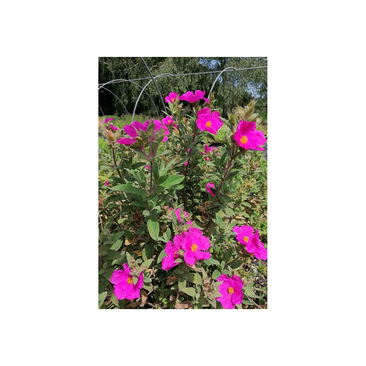 Ciste - Cistus x pulverulentus - Description et vente en ligne -