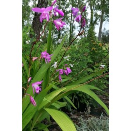 Bletilla striata - Orchidée de jardin - Description et vente en ligne-