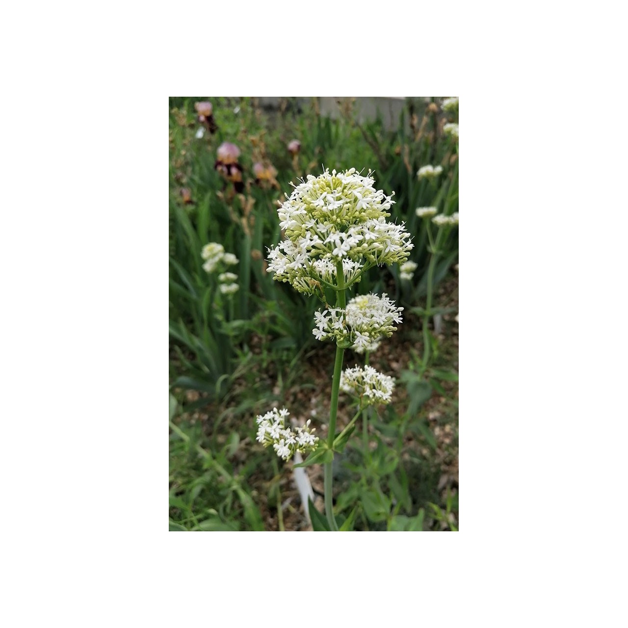 Valériane blanche - Centranthus ruber 'Albus' -