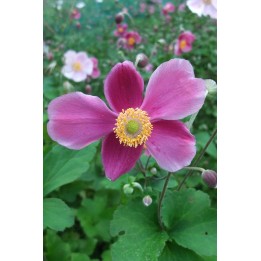 Anemone du Japon - Anemone hupehensis var.japonica 'Splendens'
