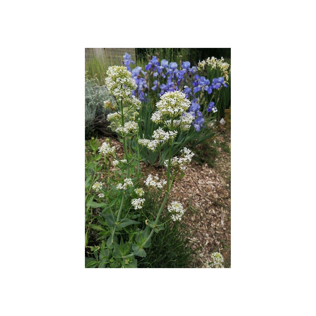 Valériane blanche - Centranthus ruber 'Albus' -