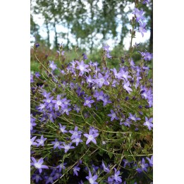 Petite Campanule - Campanula poscharskyana 'Glandore' - Description -