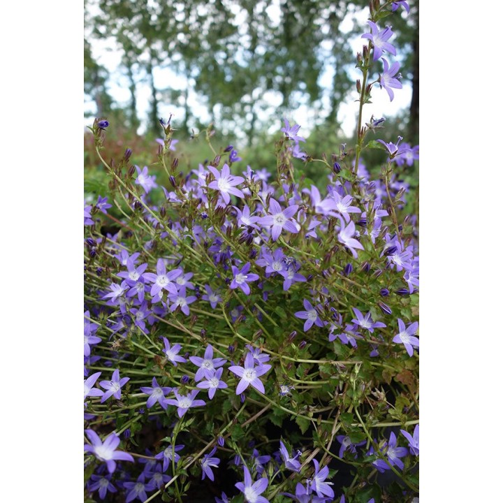 Petite Campanule - Campanula poscharskyana 'Glandore' - Description -