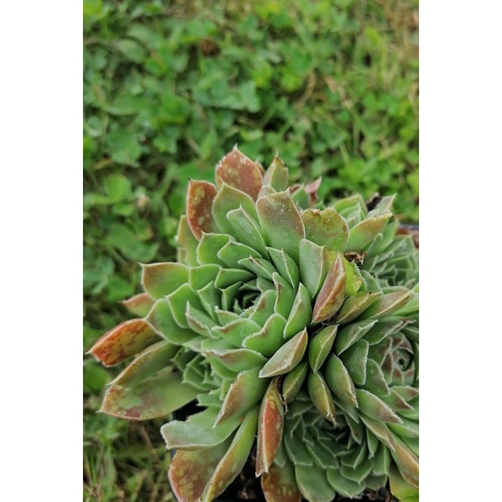 Barbe de Jupiter - Jovibarba heuffelii 'Purple Haze' - Description -