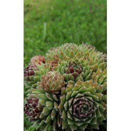 Sempervivum 'King Georges'