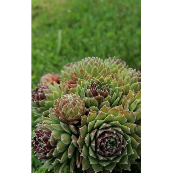 Sempervivum 'King Georges'