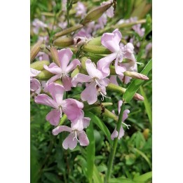 Saponaria x lempergii 'Max Frei'