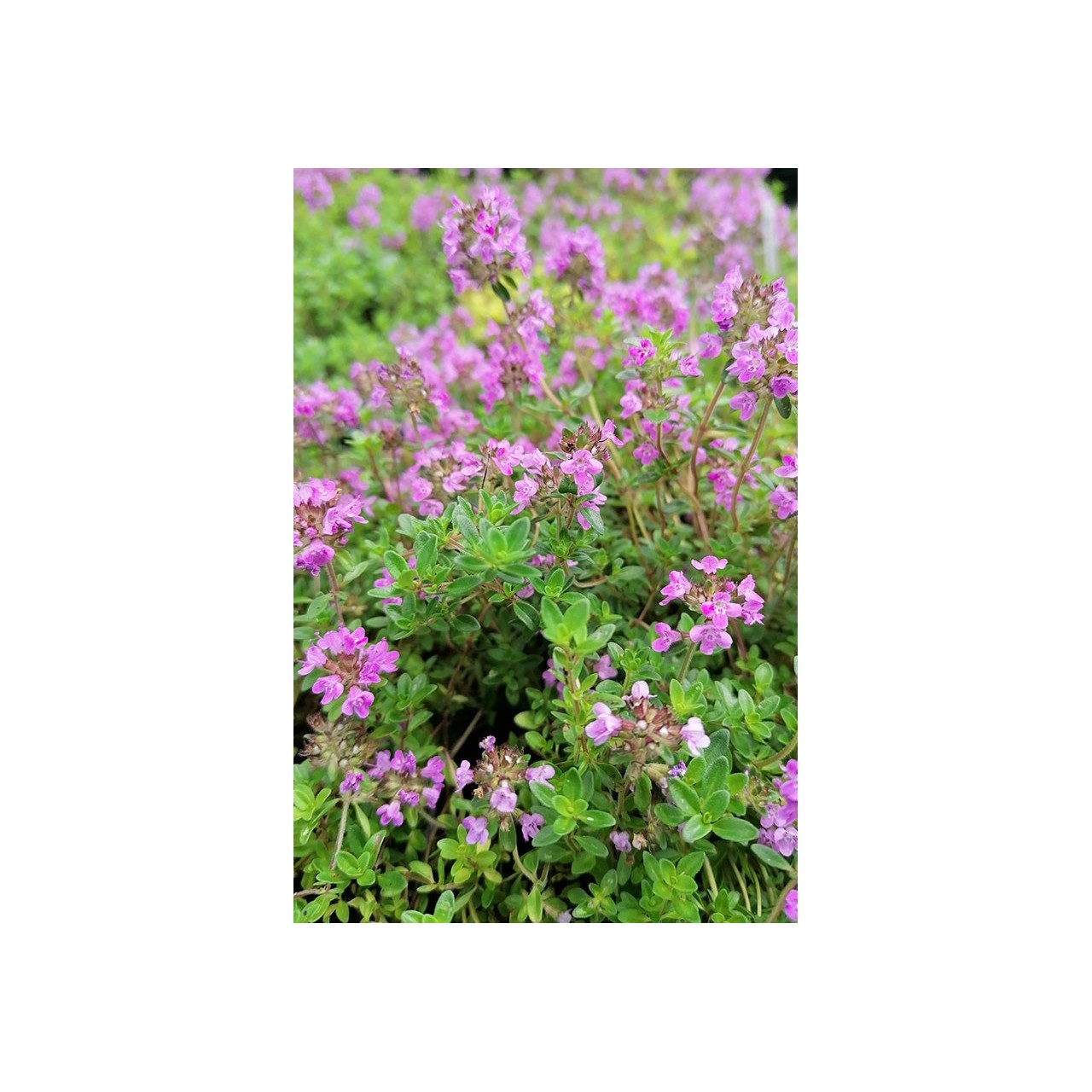 Thym citron rampant - Thymus 'Rosemary's Lemon Carpet' - Description -