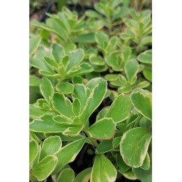 Orpin du Kamtchatka panaché - Sedum kamtschaticum 'Variegatum' 