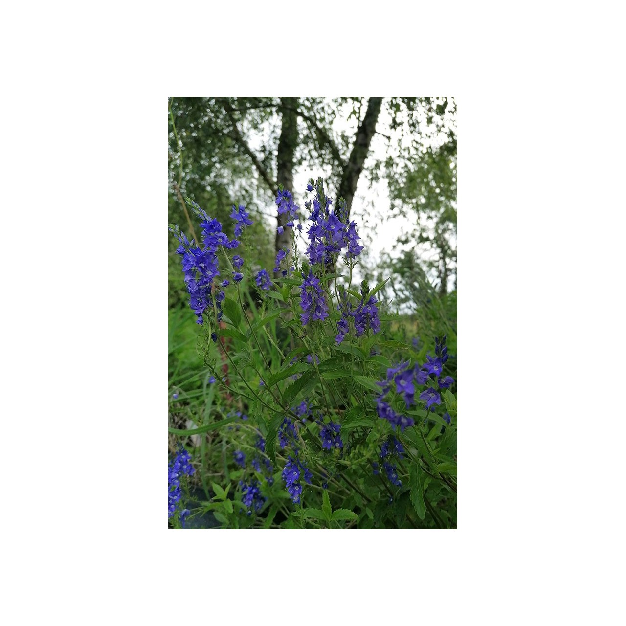 Veronique bleue - Veronica austriaca subsp.teucrium 'Royal Blue'