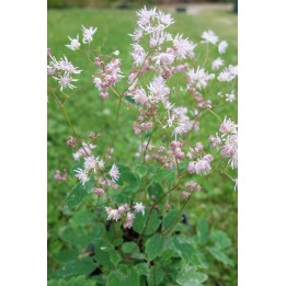 Thalictrum kiusianum
