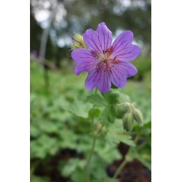 Geranium x magnificum 'Rosemoor'