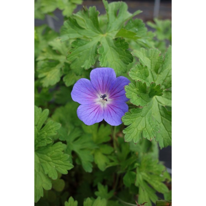 Geranium himalayense