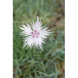 Dianthus anatolicus