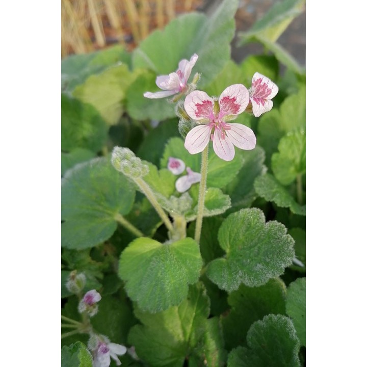 Erodium pelargoniflorum
