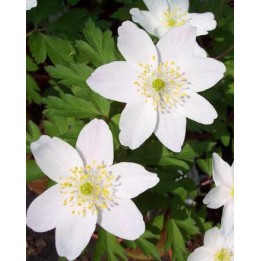 Anemone des bois - Anemone nemorosa