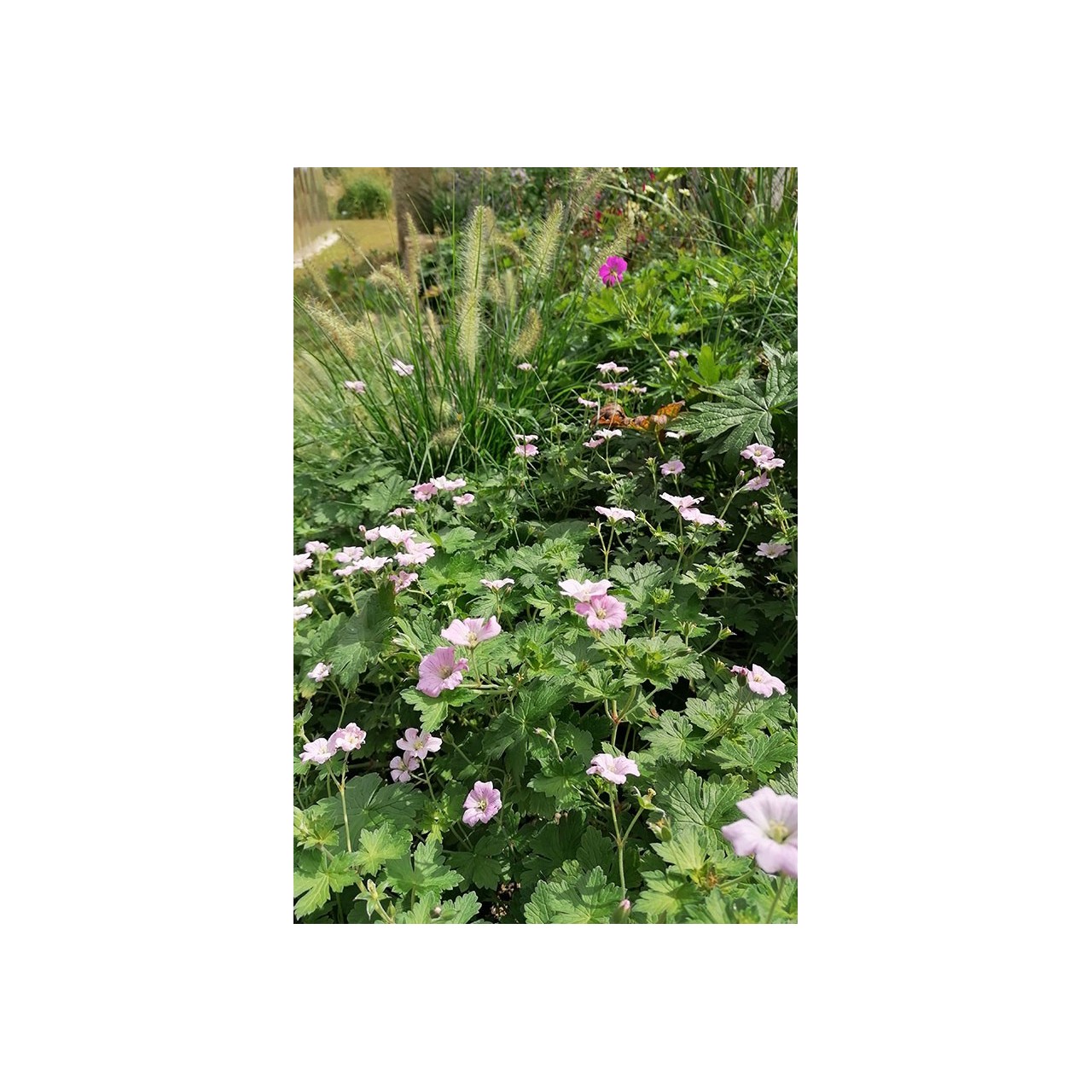 Geranium blanc - Geranium 'Dreamland'- Description et vente en ligne -