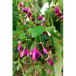 Fuchsia 'Tom Pouce' - Fuchsia Tom Thumb' - Description vente en ligne-