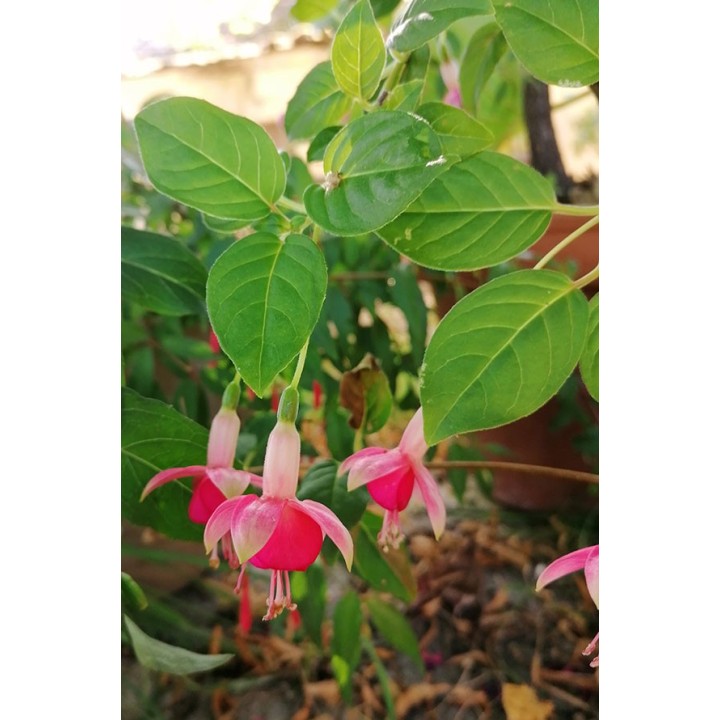 Fuchsia vivace - Fuchsia 'Phyllis'- Description et vente en ligne -
