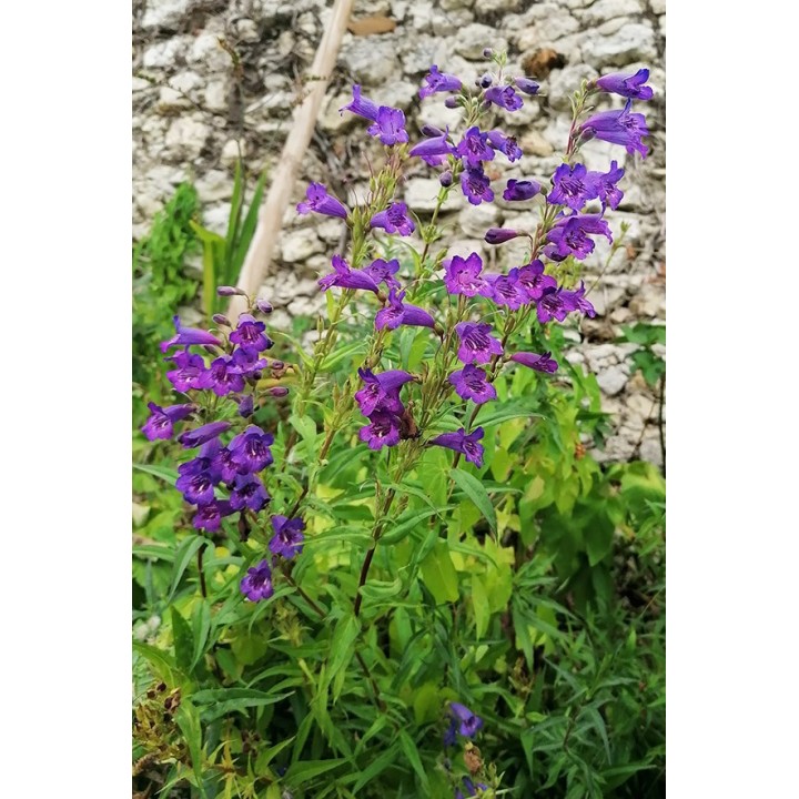 Galane bleu - Penstemon 'Russian River'- Description et vente en ligne