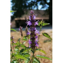 Agastache bleue - Agastache 'Astello Indigo'- Description et vente -