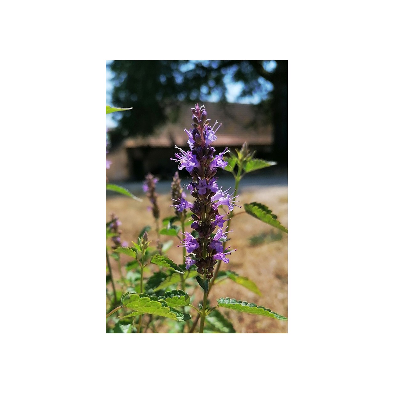 Agastache bleue - Agastache 'Astello Indigo'- Description et vente -