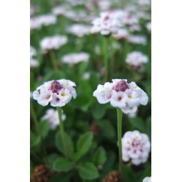 Phyla nodiflora var.canescens