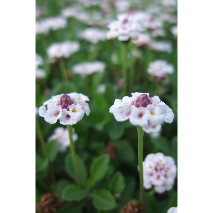 Phyla nodiflora var.canescens
