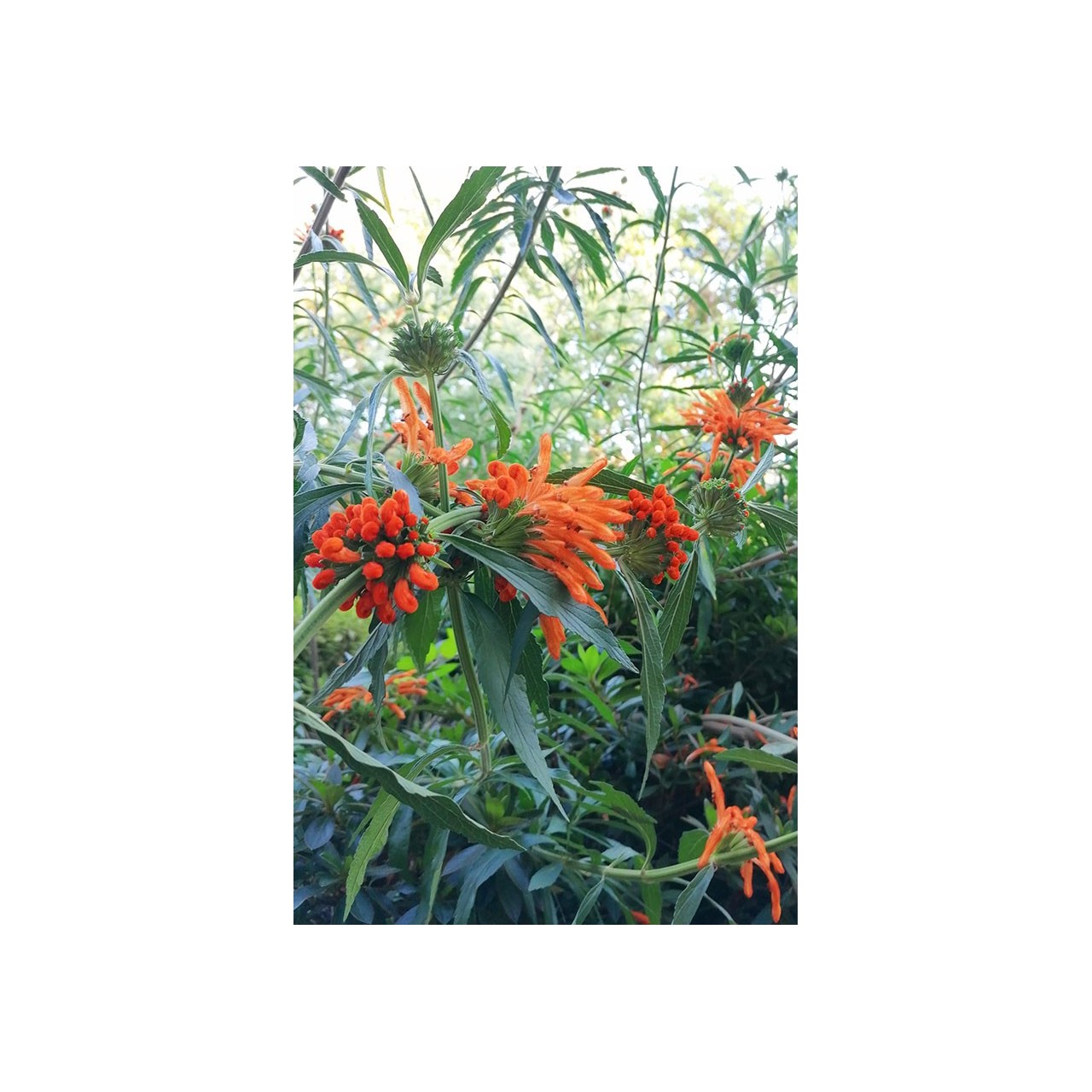 Leonotis ocymifolia
