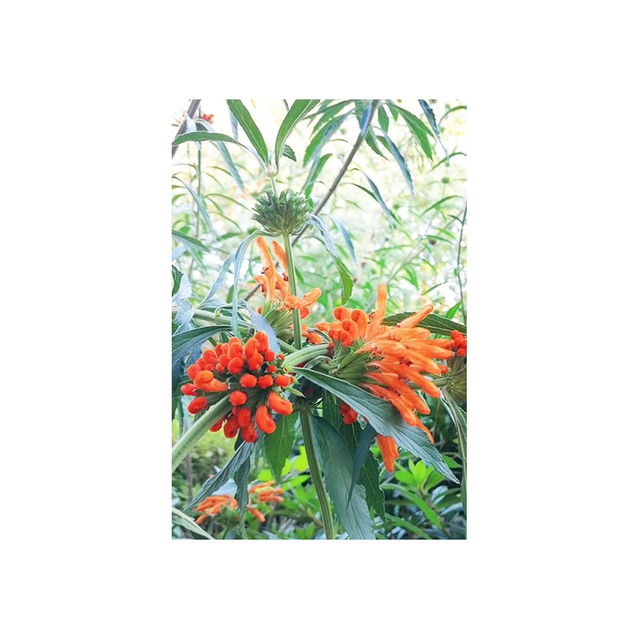 Leonotis ocymifolia
