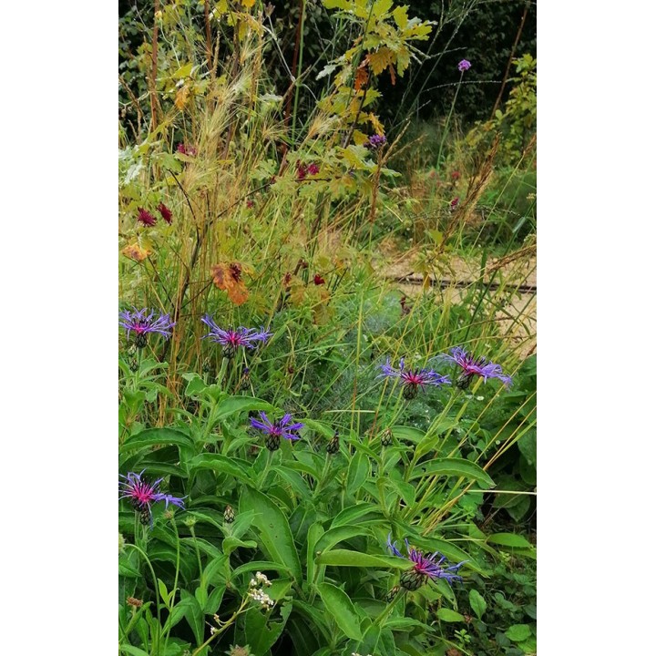 Bleuet des montagnes - Centaurea montana