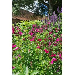 Sauge arbustive rose - Salvia microphylla 'Trewithen'- Description -