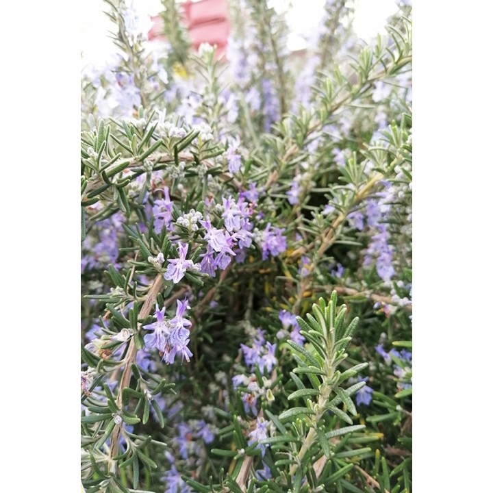 Romarin - Rosmarinus officinalis 'Boule'