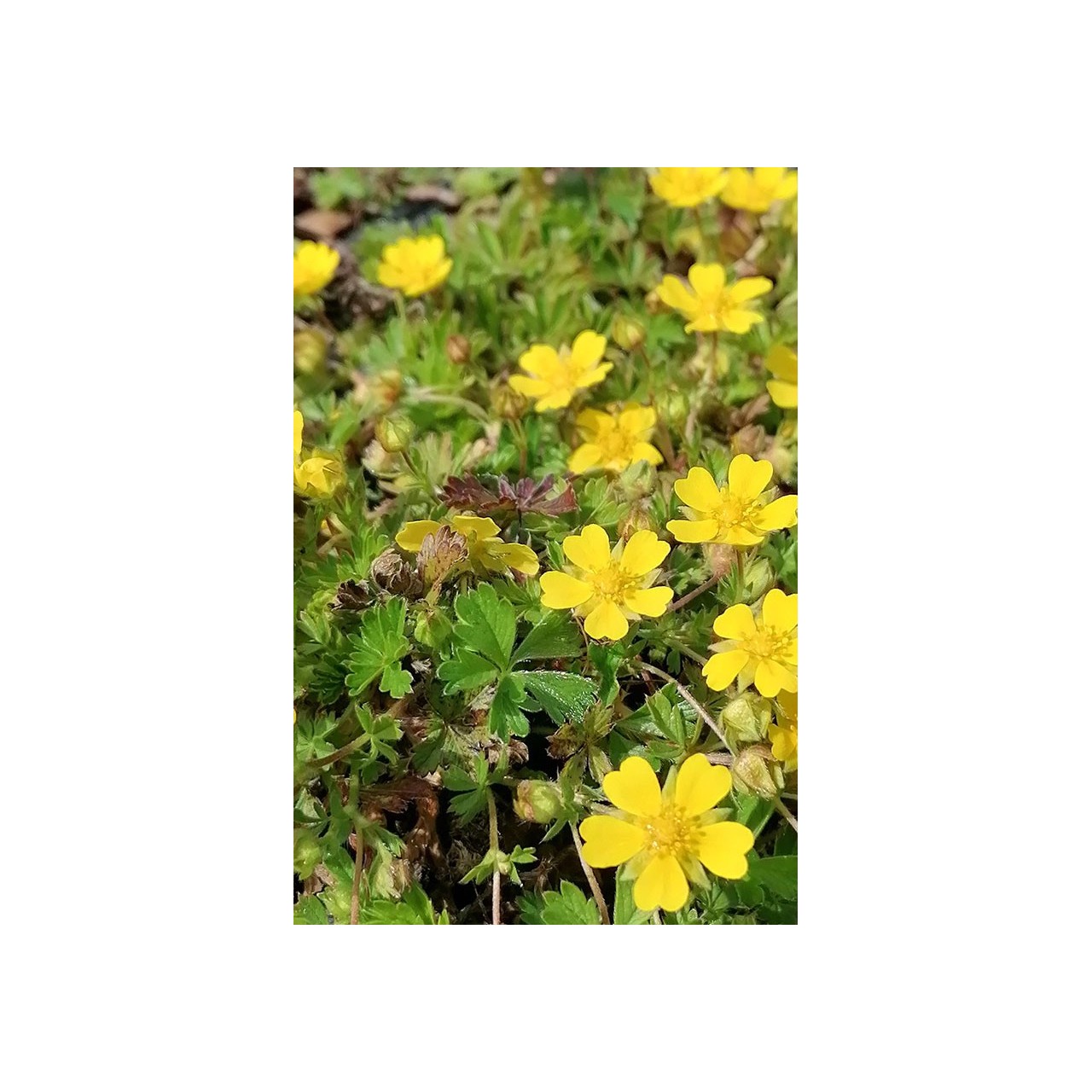 Potentilla neumanniana 'Nana'