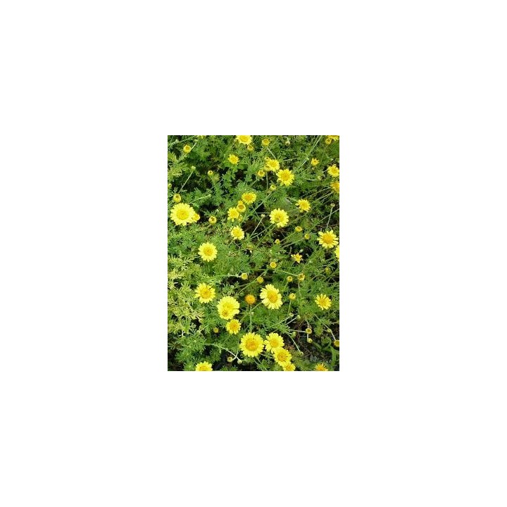 Anthemis tinctoria 'Compacta'