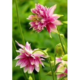 Aquilegia 'Nora Barlow'