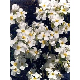 Arabis carduchorum