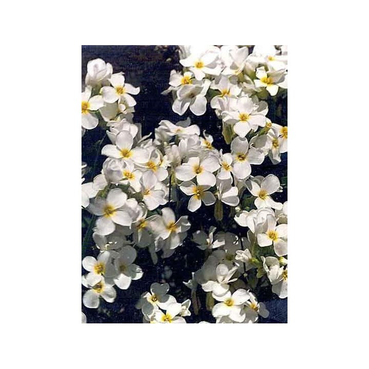 Arabis carduchorum