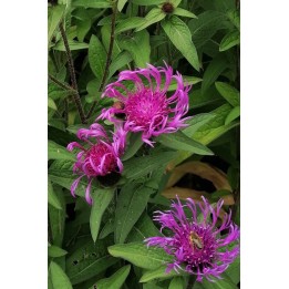Centaurea 'Caramia'