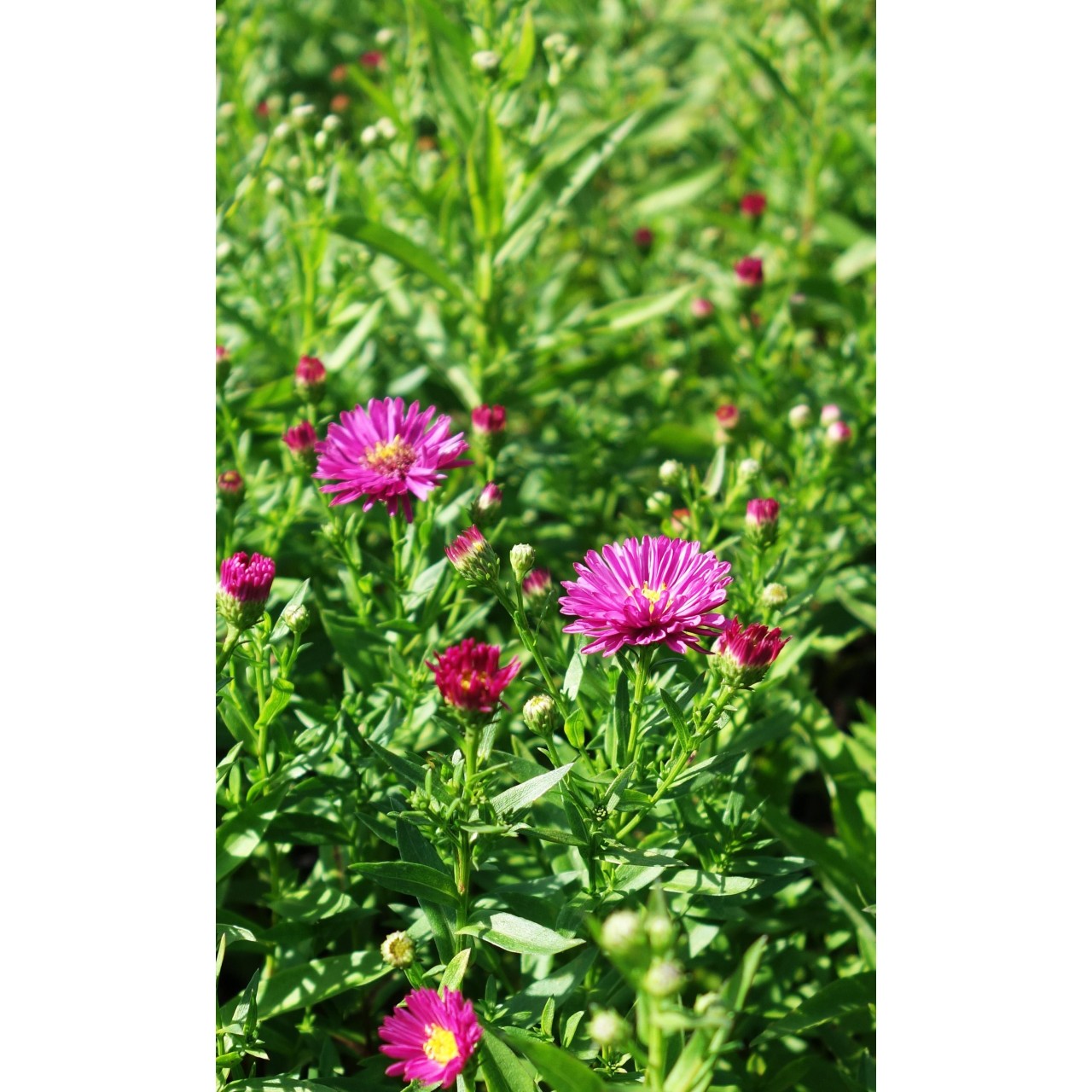Vendangeuse - Aster (Symphyotrichum) n.b 'Jenny'