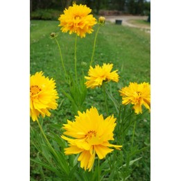 Coreopsis grandiflora 'Sunray'