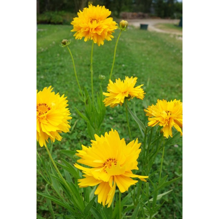 Coreopsis grandiflora 'Sunray'