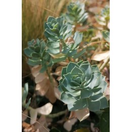 Euphorbia myrsinites