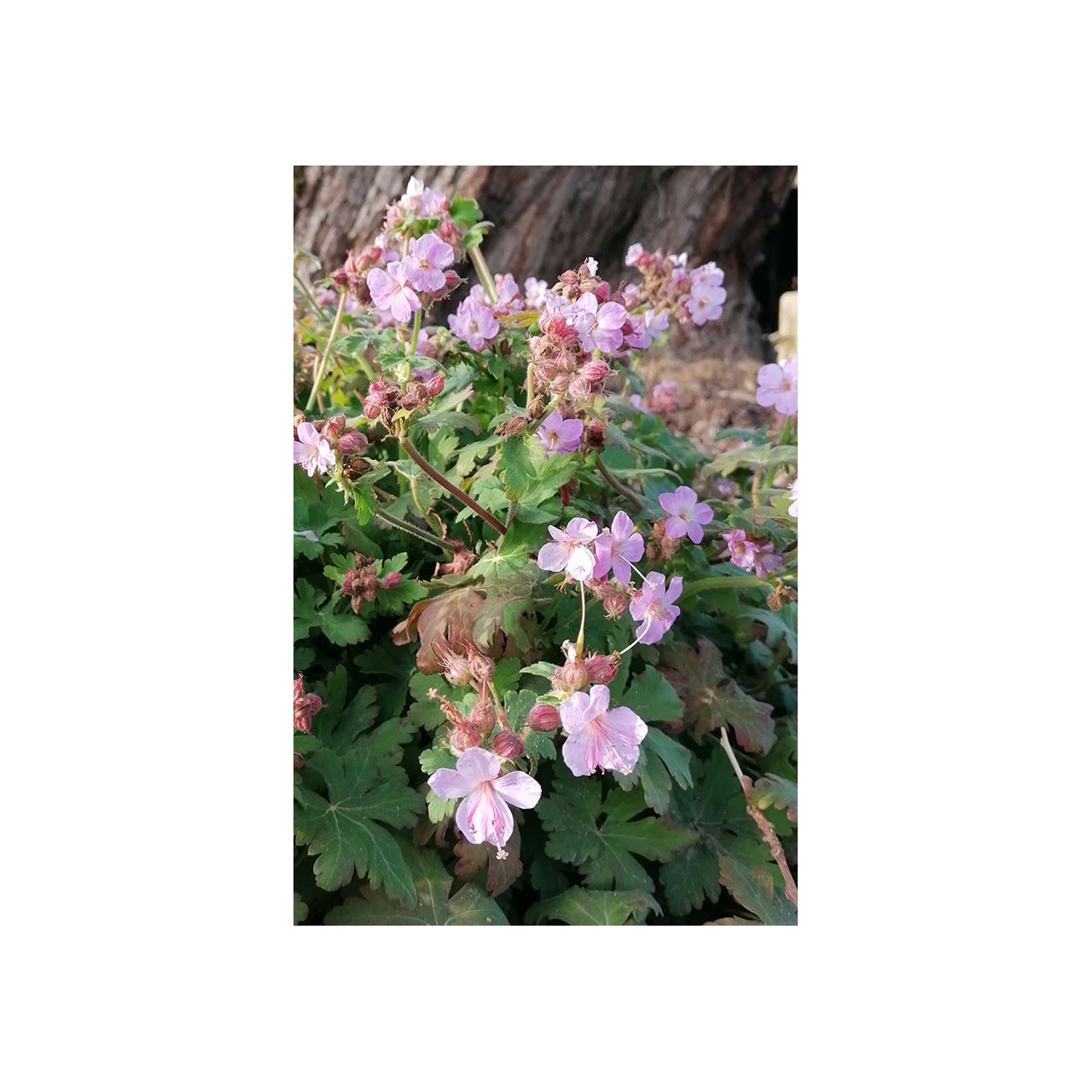 Geranium macrorrhizum 'Jordi'
